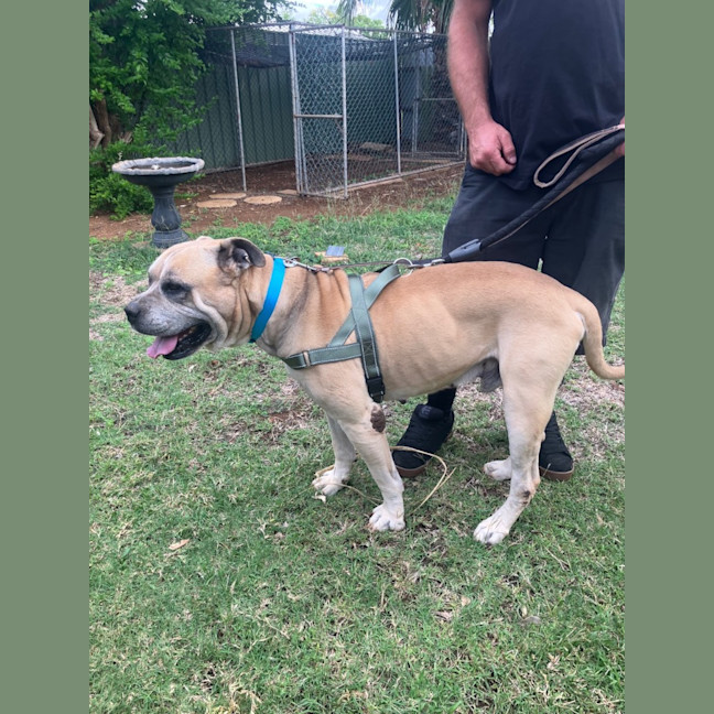 Photo of Diesel
