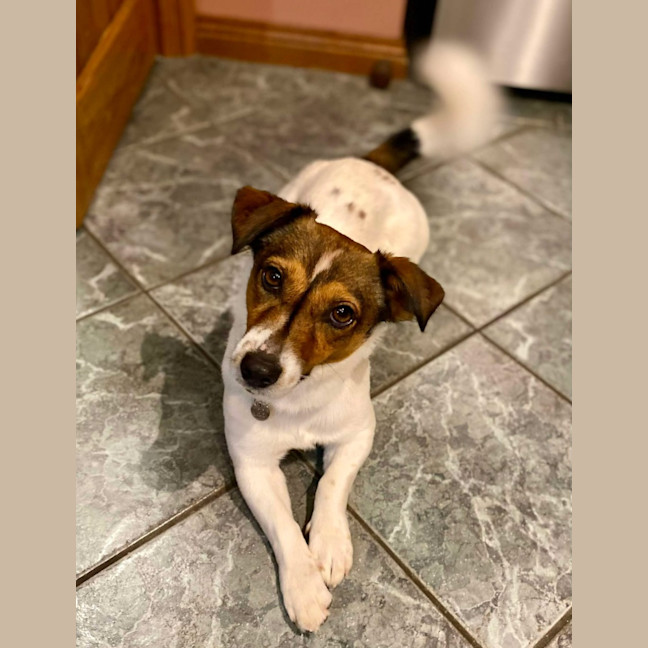 Photo of Buddy