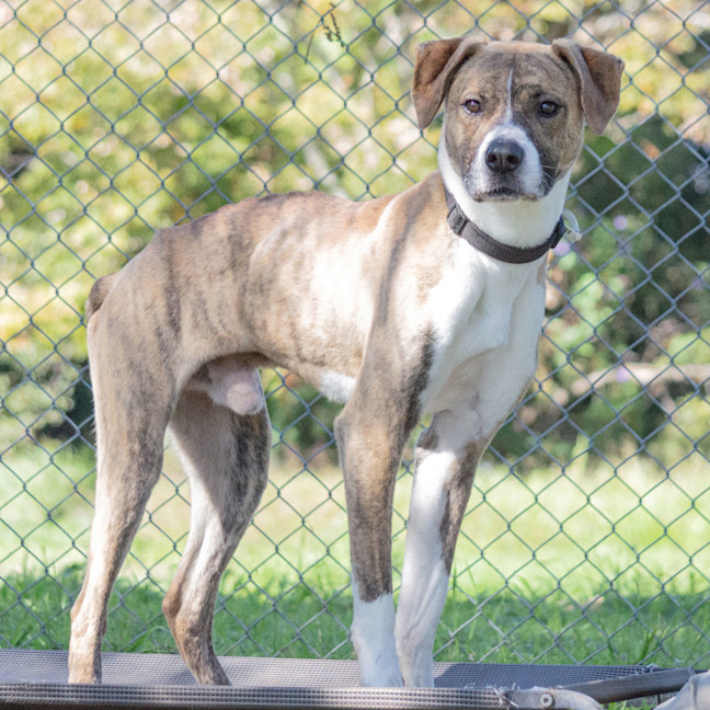 Photo of Chase