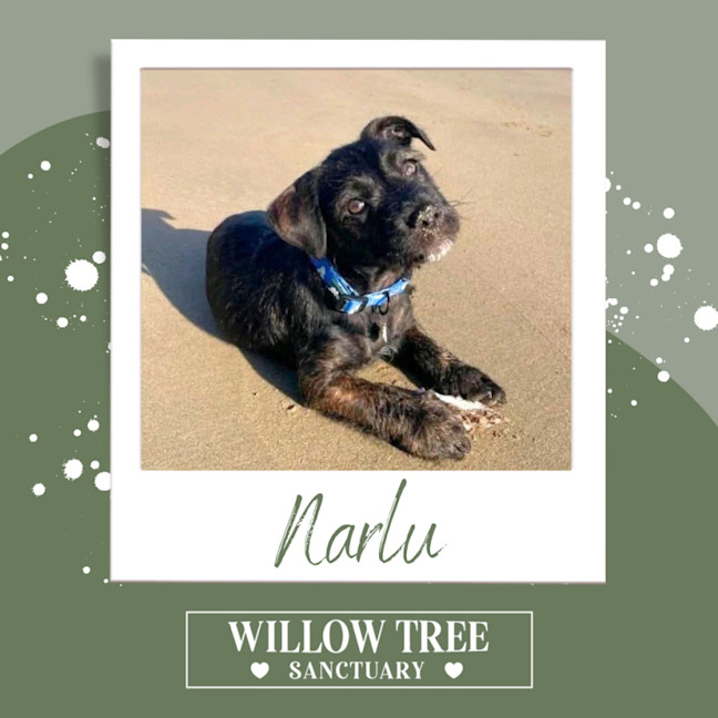 Photo of Narlu 
