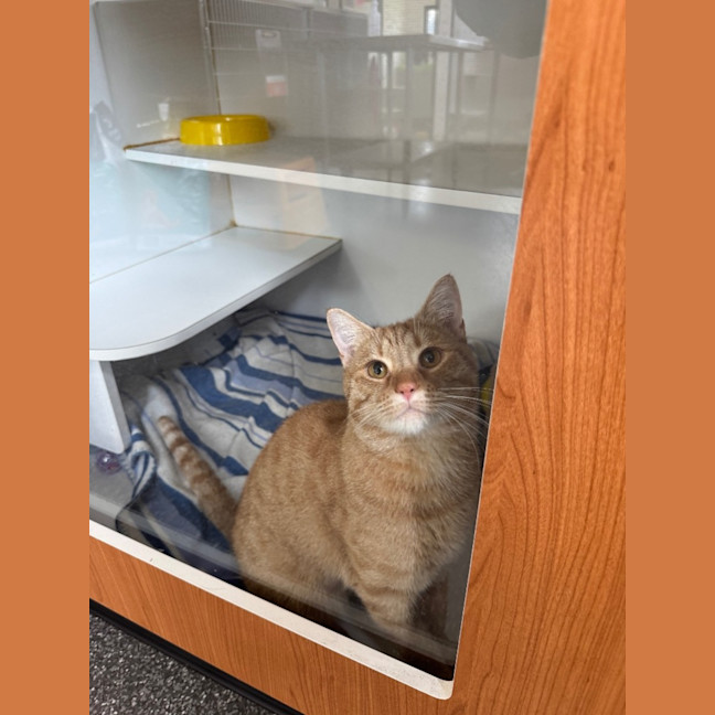 Photo of Hans Christian Anderson