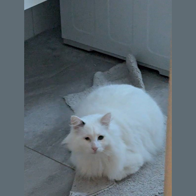 Photo of Quasimodo Sta012480