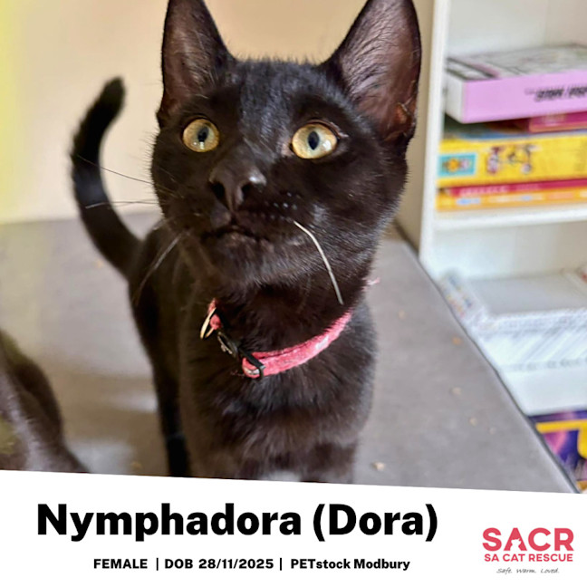 Photo of Nymphadora