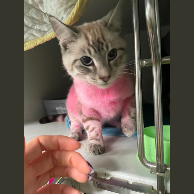 Photo of Froyo