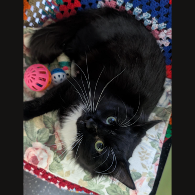 Photo of Postecoglou