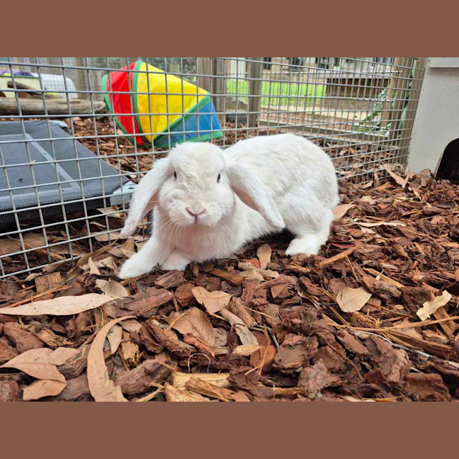 Photo of Leonardo Derabbito