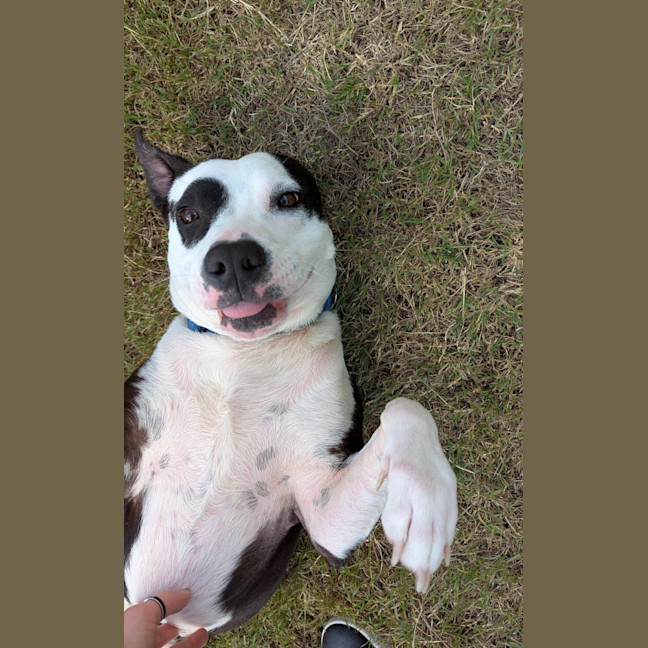Photo of Patch & Chief