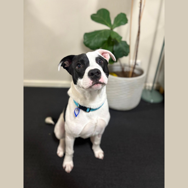 Photo of Tux   6 Month Old Staffy X