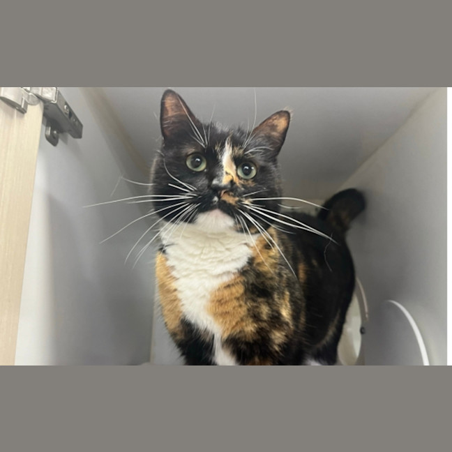 Photo of Toffee