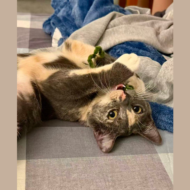 Photo of Luna