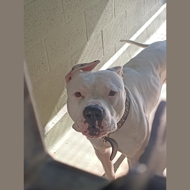 Photo of Buddy