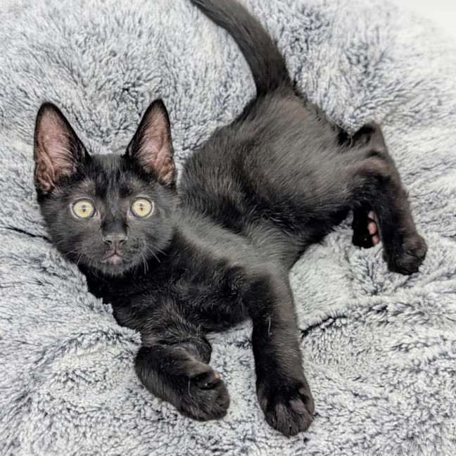 Photo of 11562   Jfk