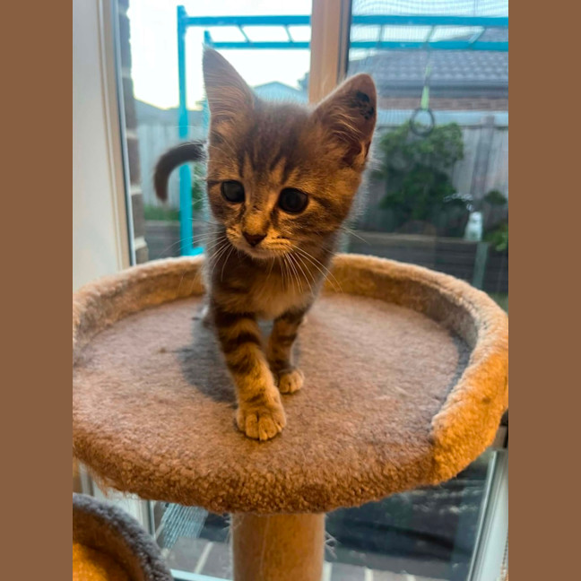 Photo of Pip