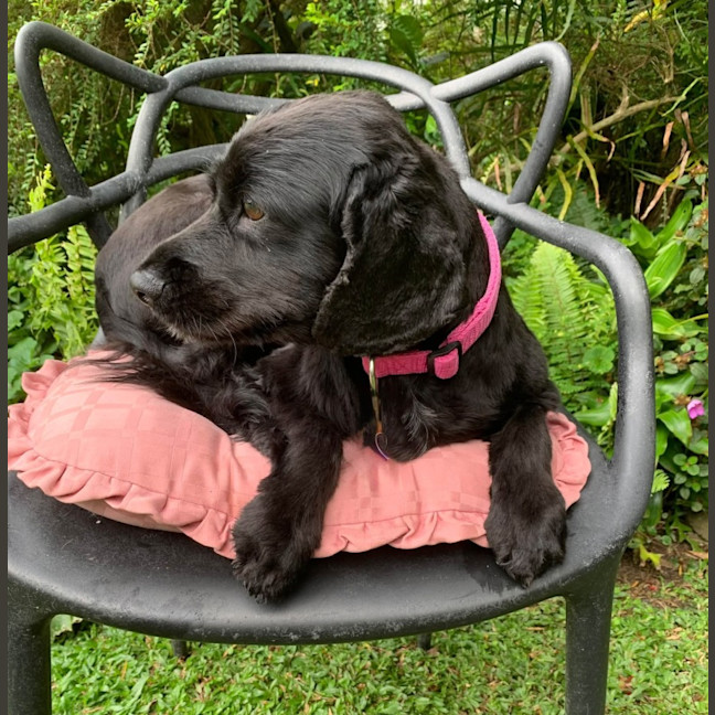 Photo of Ziva