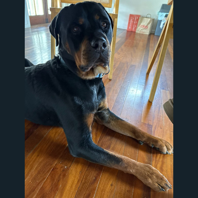 Photo of Duke