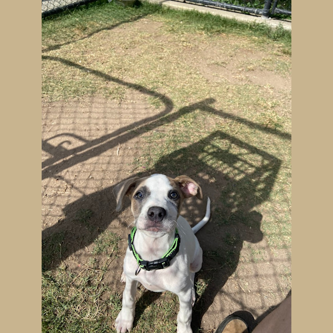 Photo of Annie