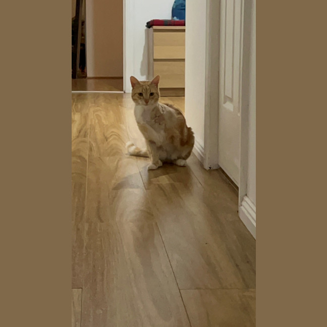 Photo of Nemo