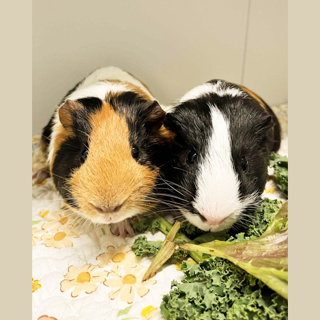 Photo of Bramble & Burr