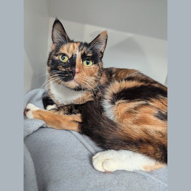 Photo of Minty