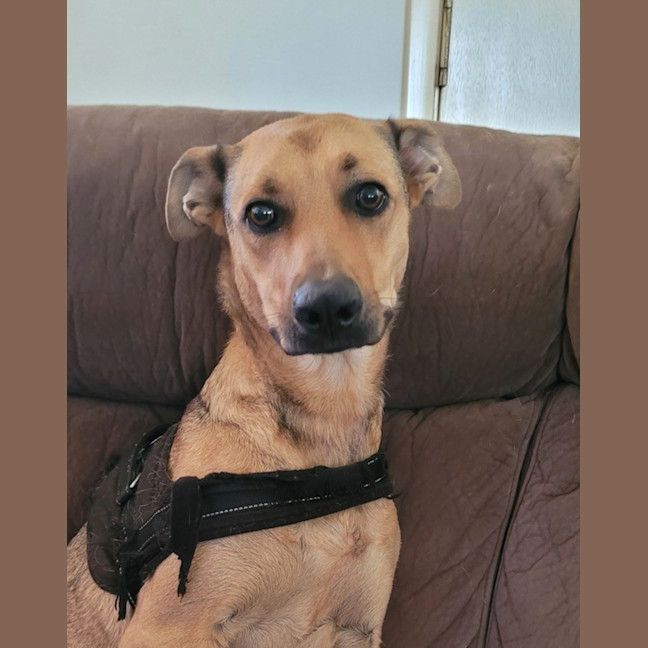 Photo of Bellah *$150 Adoption Fee*