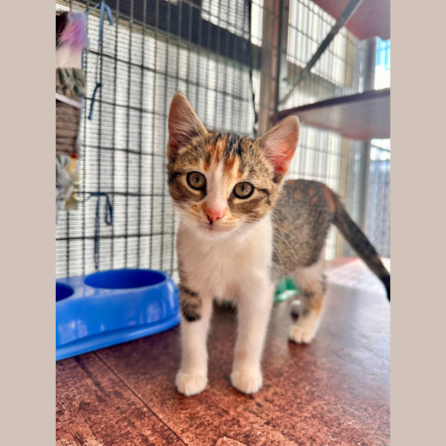 Photo of Chilli ✨🌶️