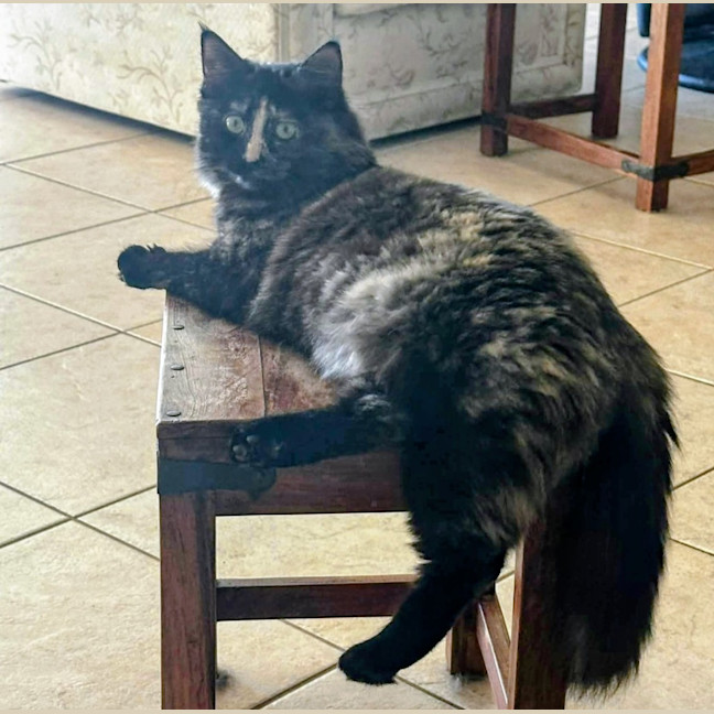 Photo of Stella