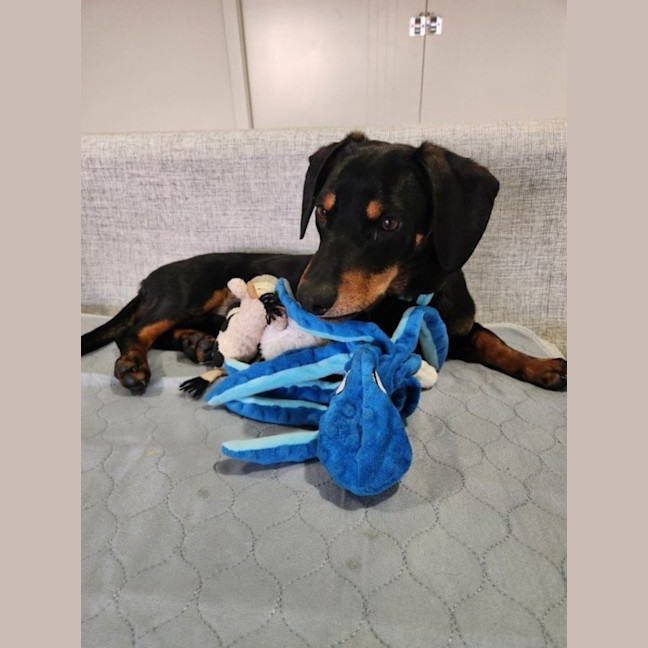 Photo of Rooster   9 Month Old Dachshund X Kelpie