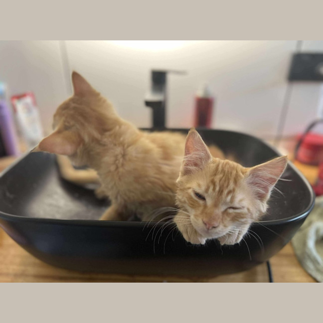 Photo of Dorito