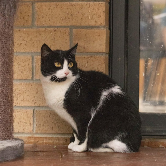 Photo of Pip   In Foster Care In Cranbourne