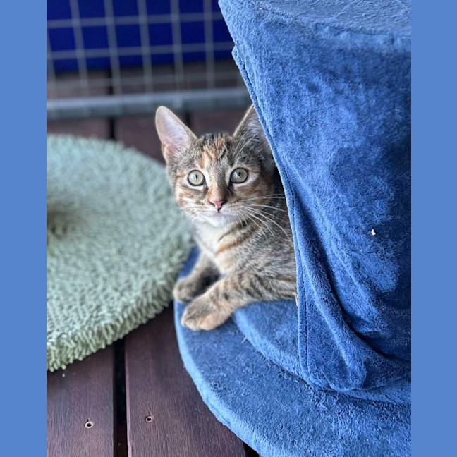 Photo of Maple / Harriett