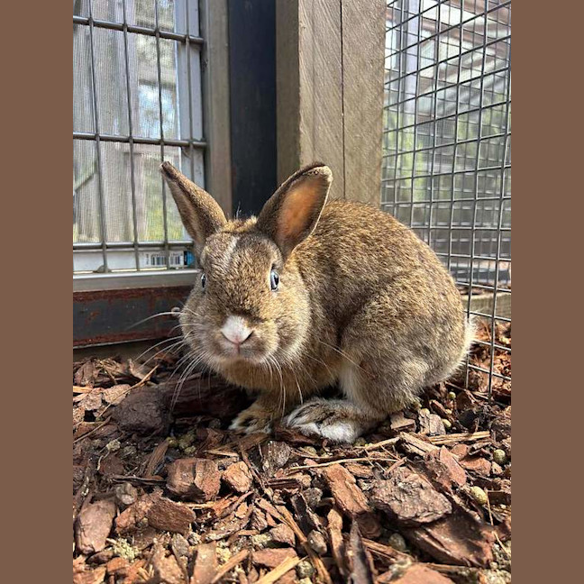 Photo of Caramel
