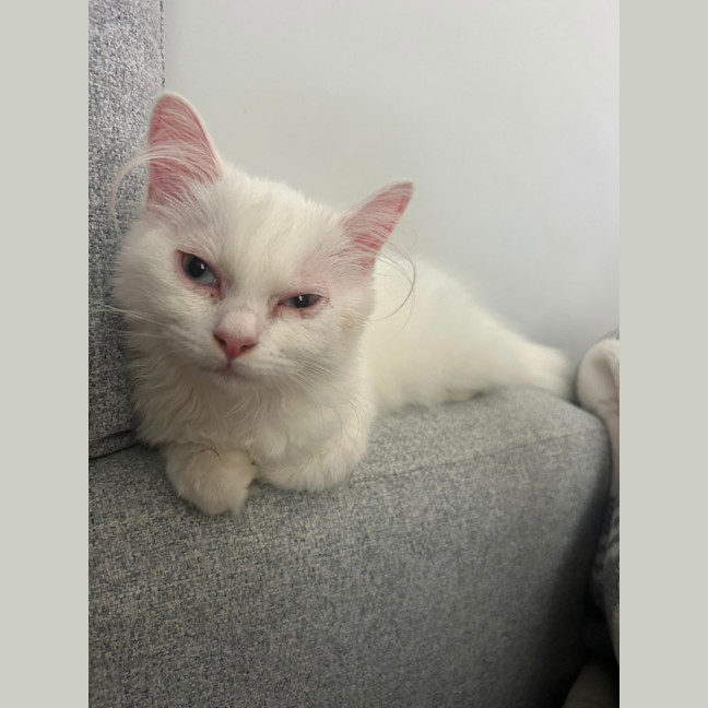 Photo of Marie   12 Week Old Ragdoll X