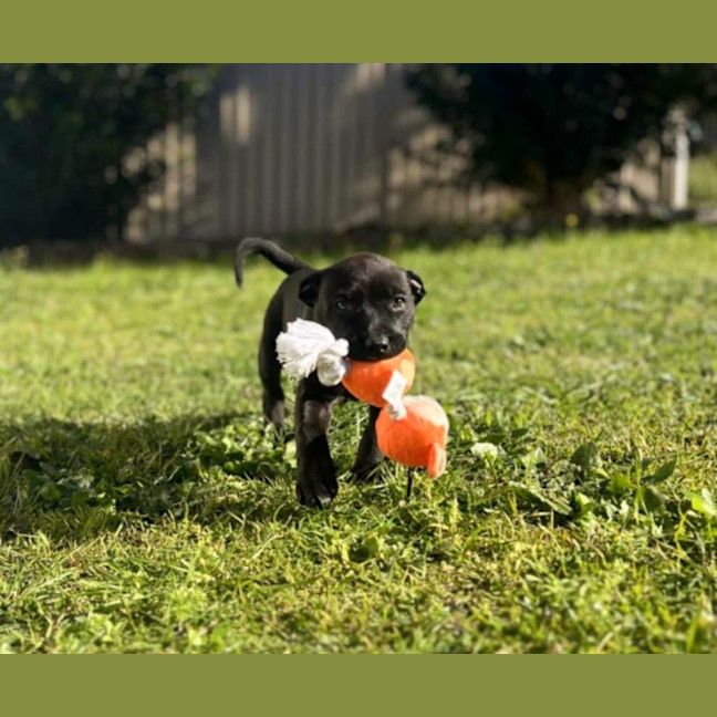 Photo of Blade   8 Week Old Staffy X