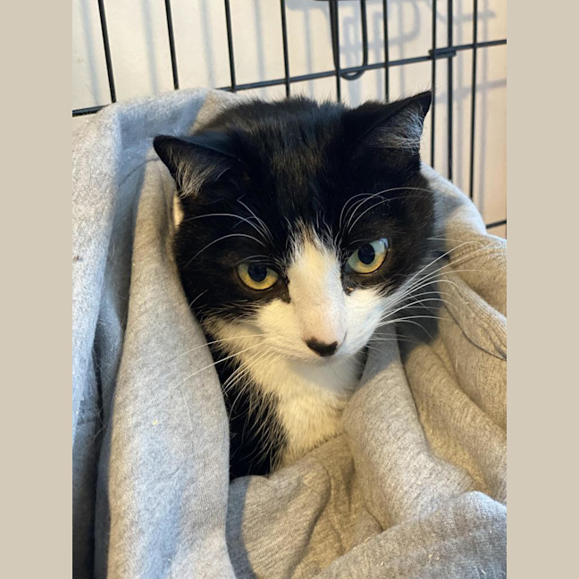 Photo of Loki Sweetness