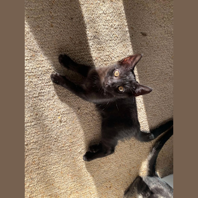 Photo of Sprout   9 Week Old Dsh