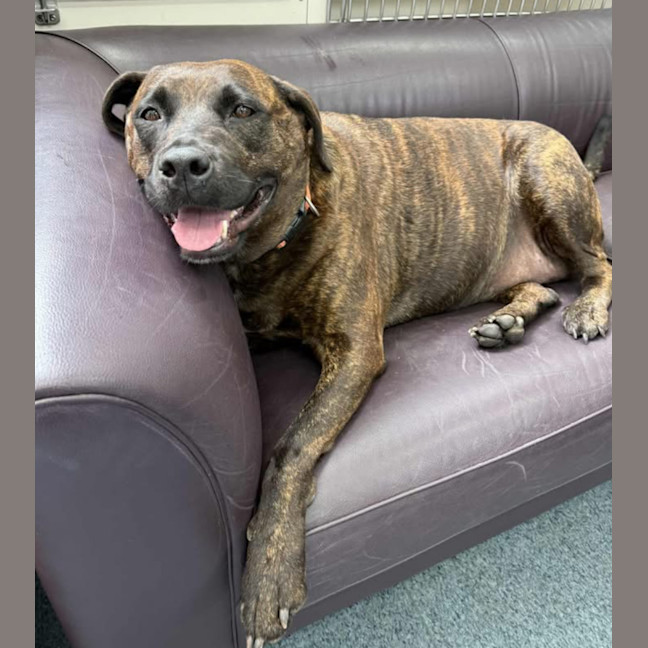 Photo of Lovey   6 Year Old Staffy X
