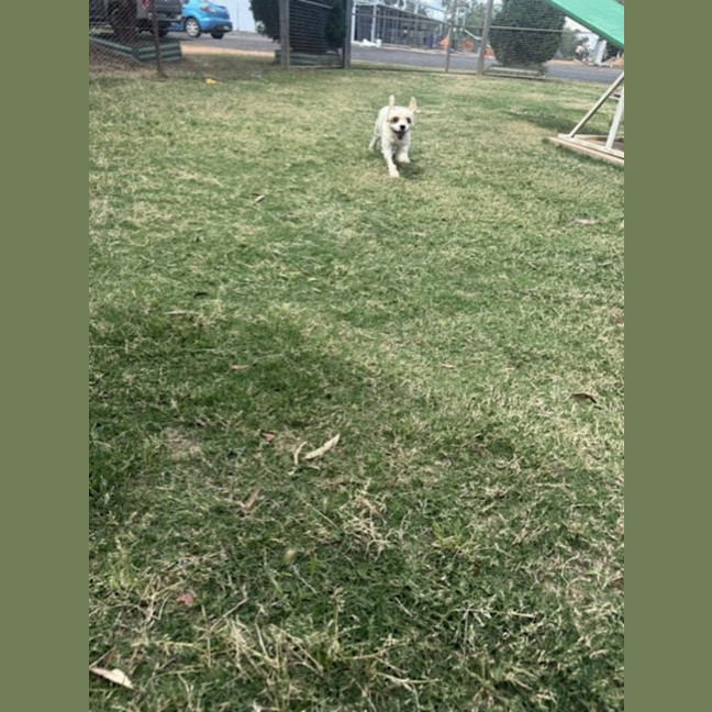 Photo of Gypsy 