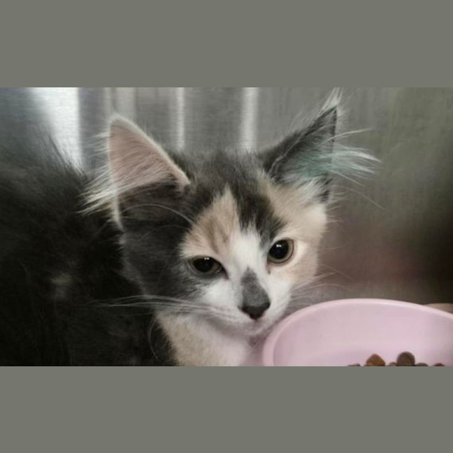Photo of Pocket