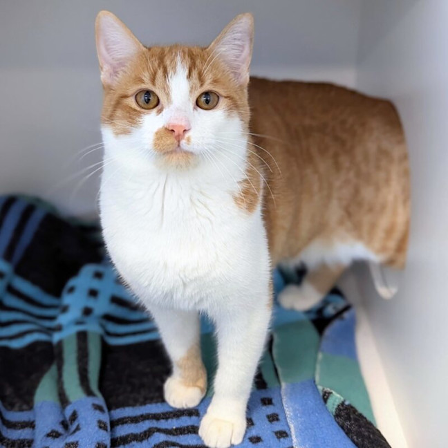 Photo of Cheeto