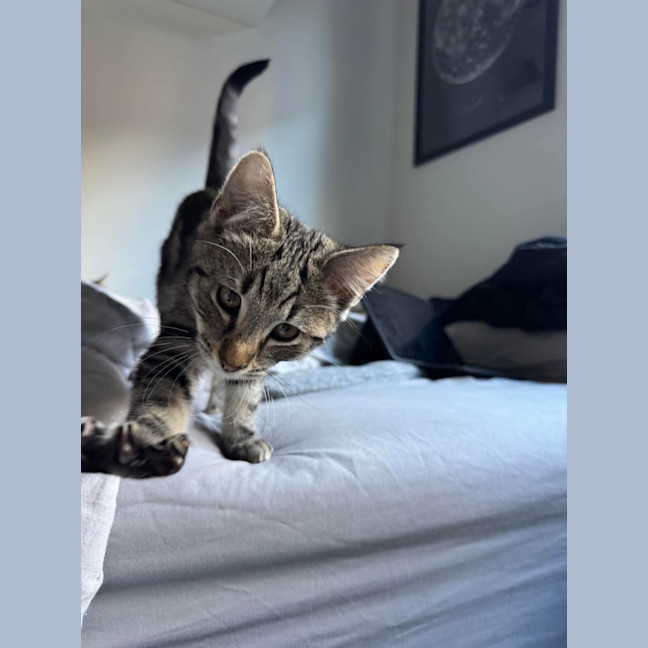 Photo of Bran Meet Me@Petstock Keysborough 