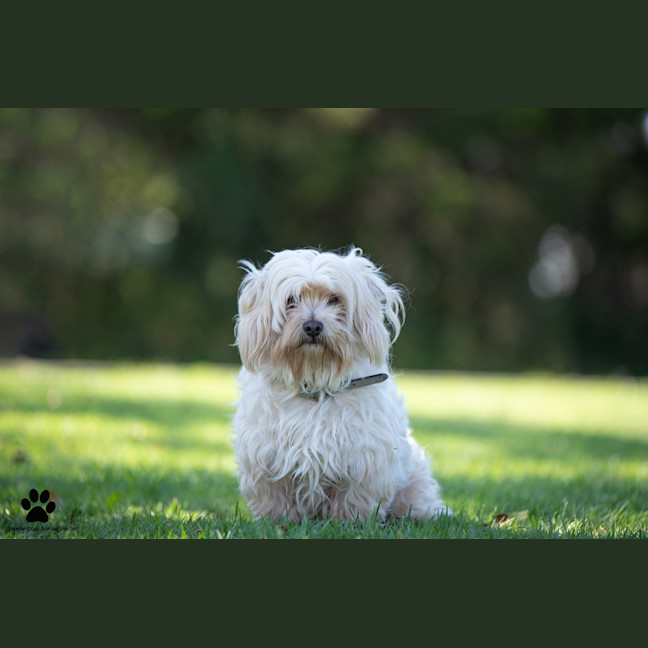 Photo of Marley