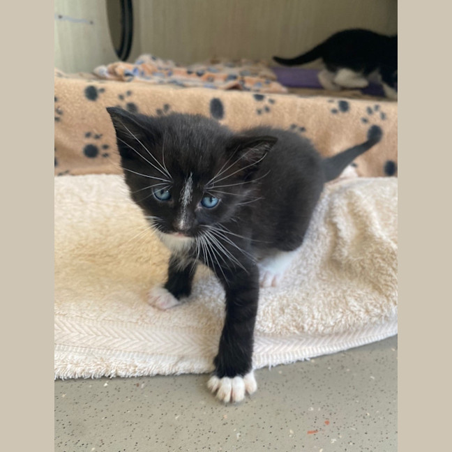 Photo of C1364 Hector