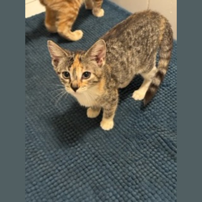 Photo of Hera   Ringworm Special $49