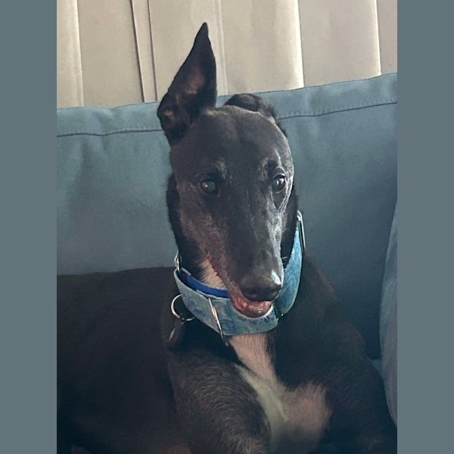 Photo of Aussie, The Greyhound