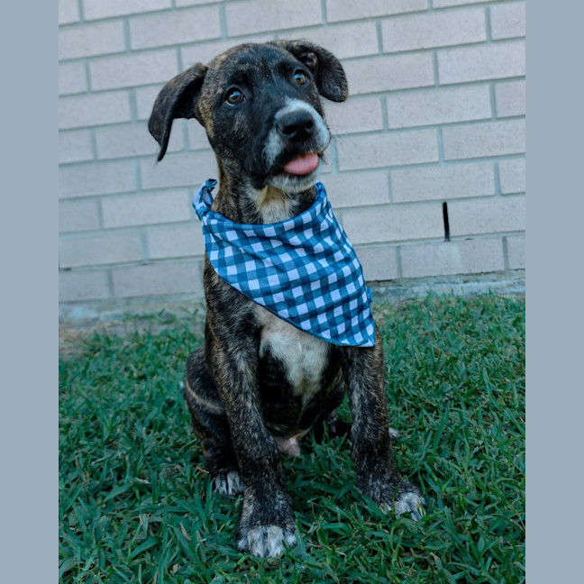 Photo of Churro