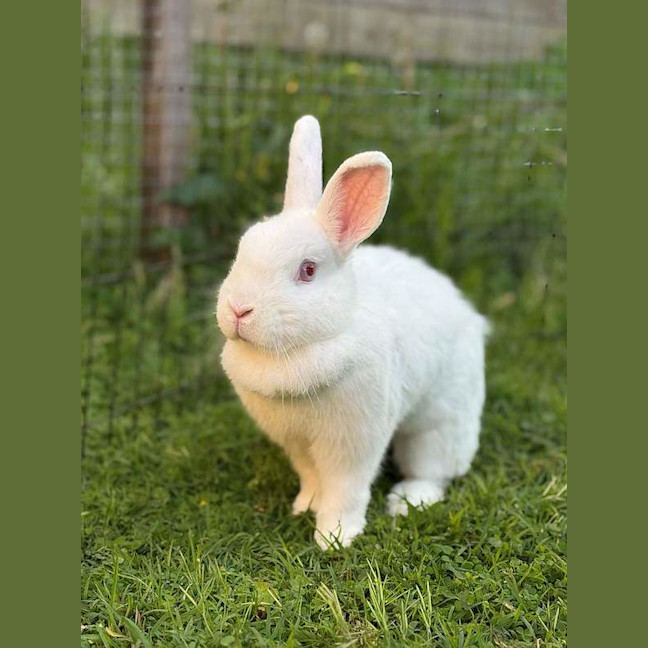 Photo of Darcy