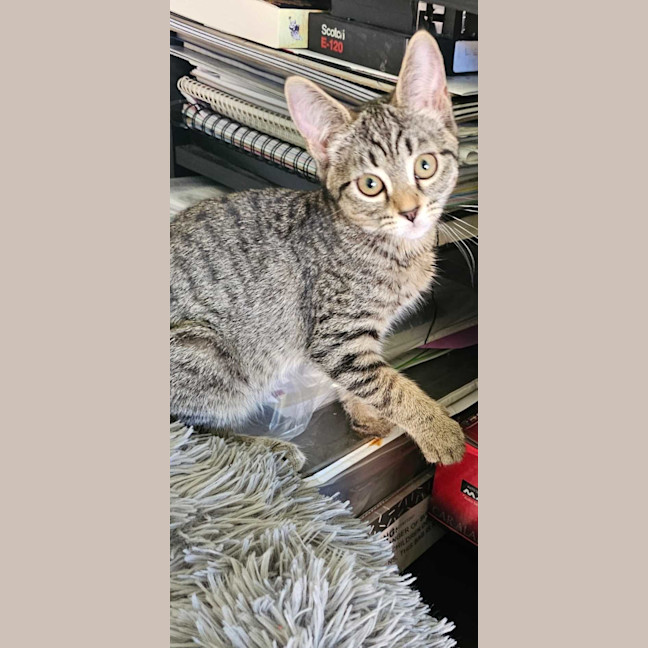 Photo of Little Bean