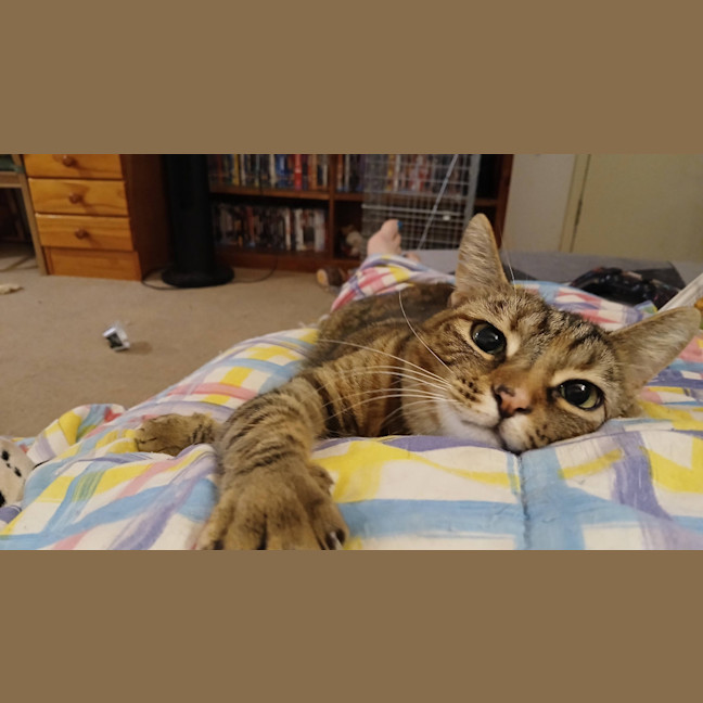 Photo of Scoot