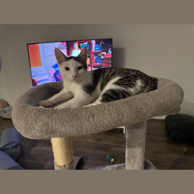 Photo of Dazzle