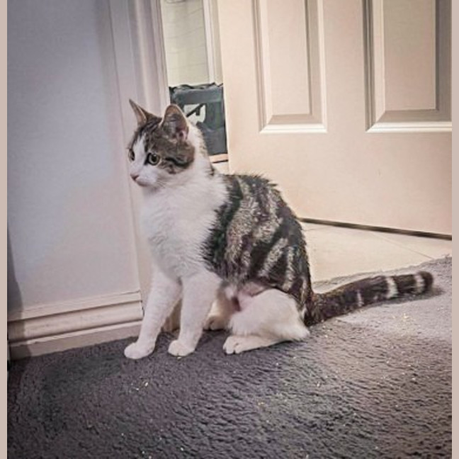 Photo of Saffron